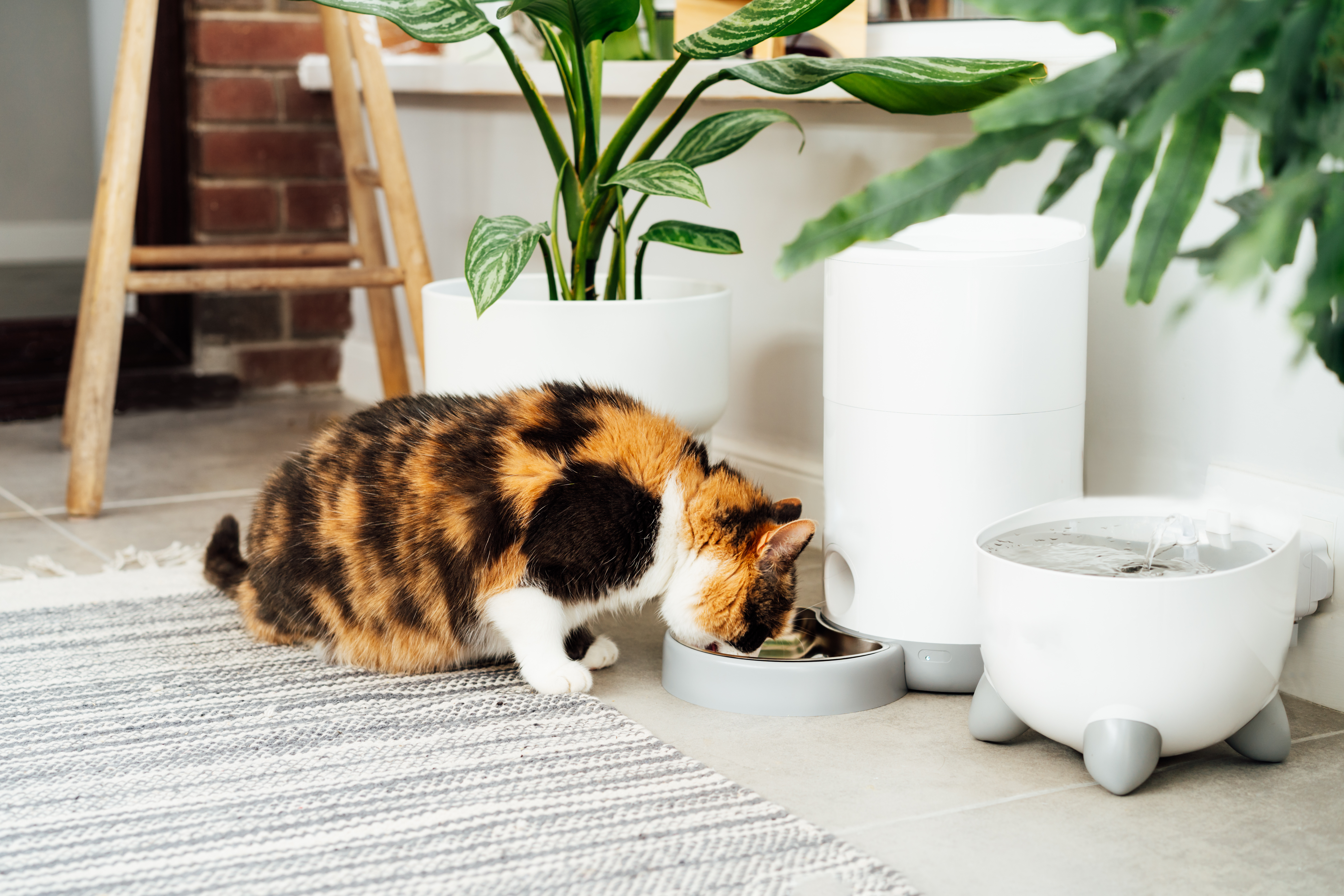 Adorable colorful cat eating from automatic smart feeder in cozy home interior. Home life with a pet. Healthy pet food diet concept. Selective focus, copy space.